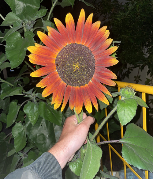 gegenwartserde_sonnenblume